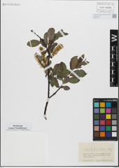 Foto von Salix glabra Scop.